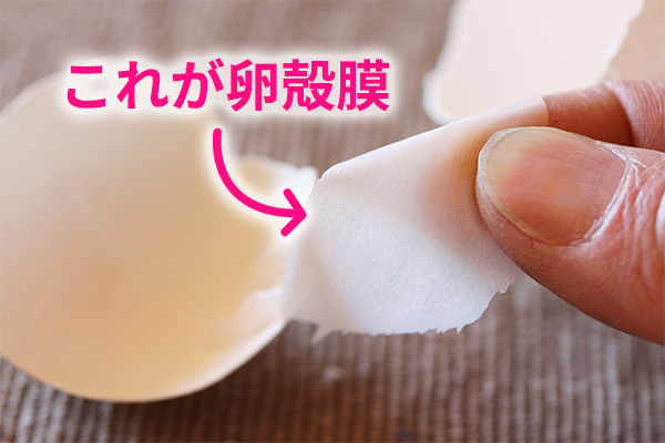 これが卵殻膜