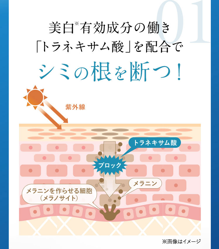 美白※有効成分の働き「トラネキサム酸」を配合でシミの根を断つ！