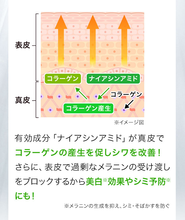 有効成分「ナイアシンアミド」が真皮でコラーゲンの産生を促しシワを改善！