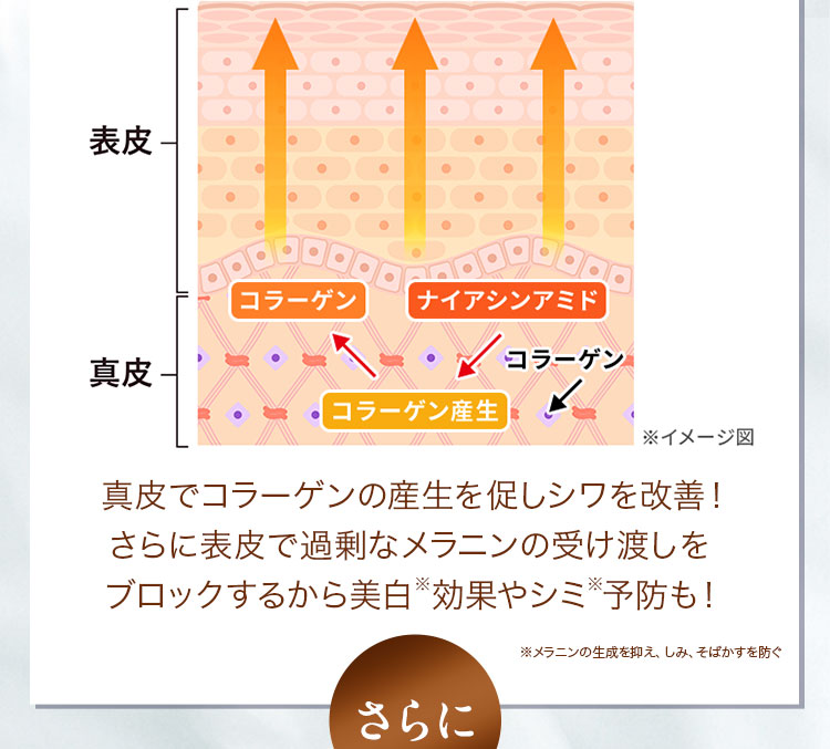 真皮でコラーゲンの産生を促しシワを改善！さらに表皮で過剰なメラニンの受け渡しをブロックするから美白 効果やシミ 予防も！