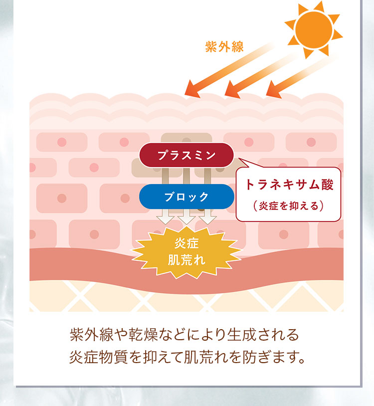 紫外線や乾燥などにより生成される炎症物質を抑えて肌荒れを防ぎます。