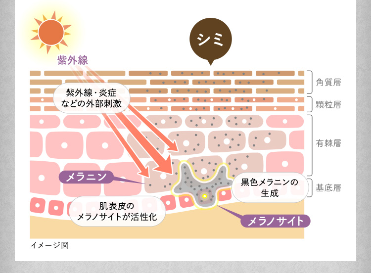 紫外線 シミ 紫外線・炎症 などの外部刺激 メラニン 肌表皮の メラノサイトが活性化 黒色メラニンの生成 メラノサイト 角質層 顆粒層 有棘層 基底層 イメージ図